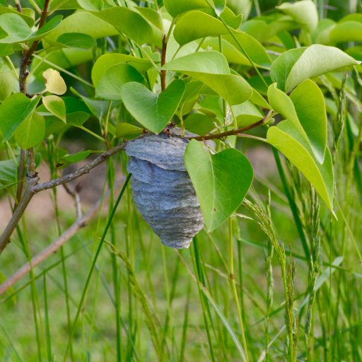 wasp nest in lilacs