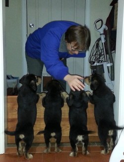 being greeted by 4 puppies