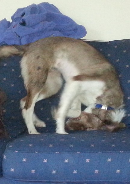 pup playing on couch