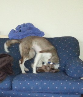 pup playing on couch