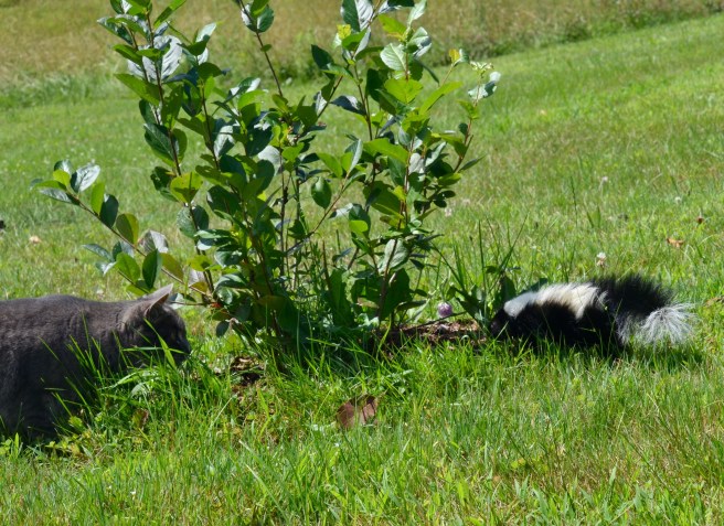 cat hunting skunk