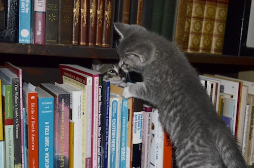 kitten in bookcase