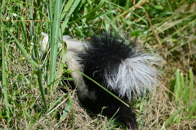 skunk disappearing into grass