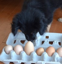 puppy explores egg carton