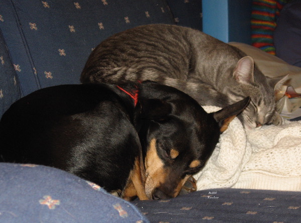 cat & pup sleeping together