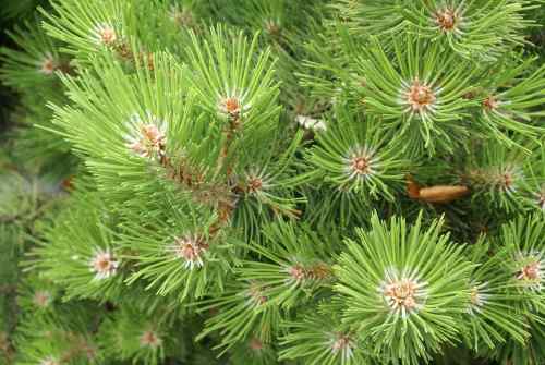 pine-needles