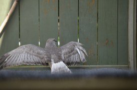 Northern Harrier