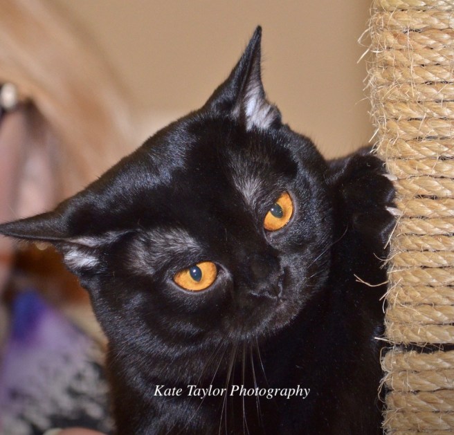 Bombay: black cat with gold eyes