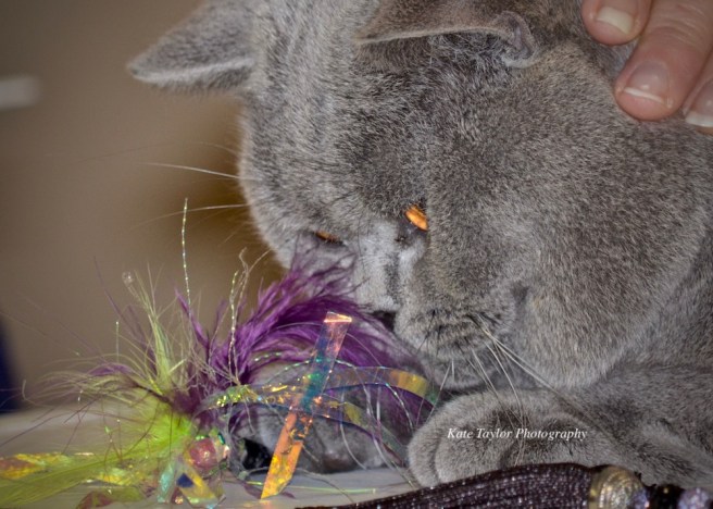 grey cat with gold eyes