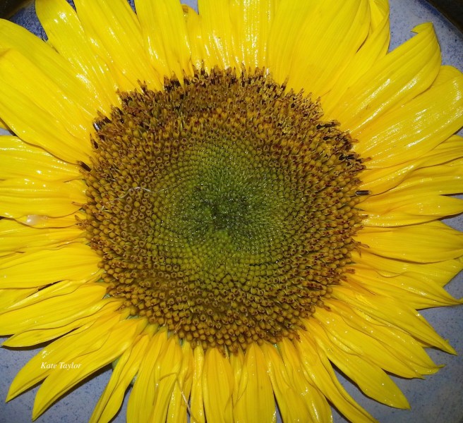 2016-09-12 19.30.52.jpg