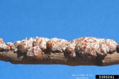 stick lac JeffreyWLotzFADept of