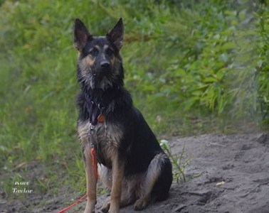 GSD, German Shepard, dog