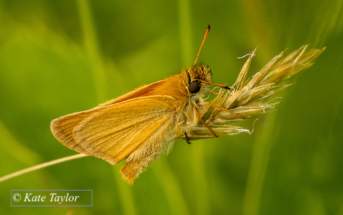 Skipper butterfly, orange body on green background as it hangs onto a blade of grass.