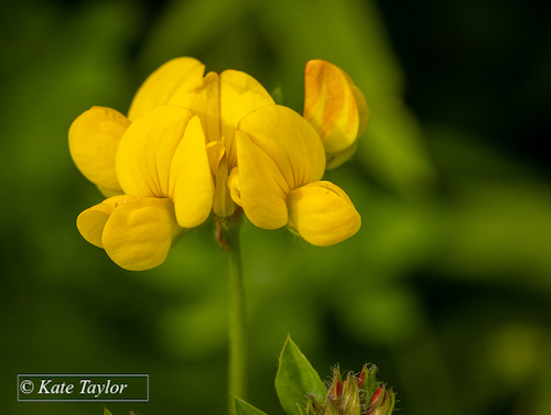 photo of tussock moth caterpillar with yellow in the center of it's body, white on either end, and a red and black head. 