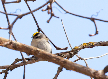 ruby crowned kinglet on branch
