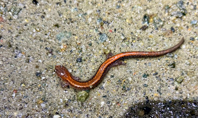 red backed salamander
