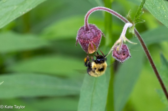 bumble bee on water aven plan