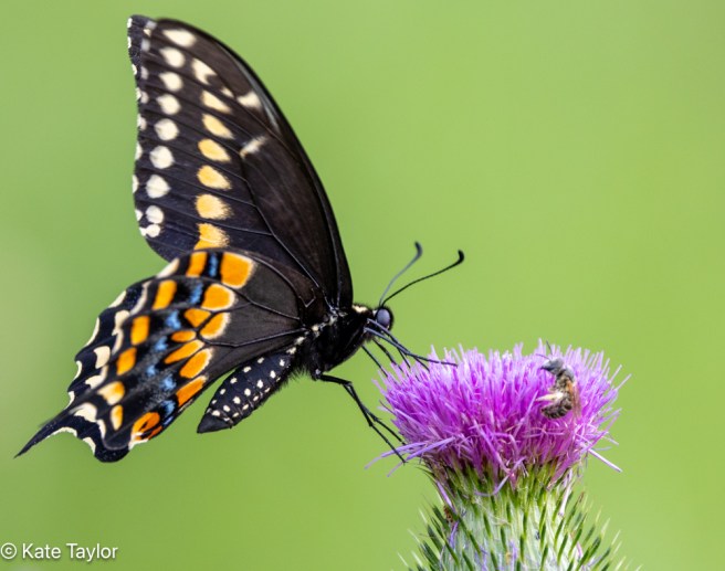 black swallowtail butterfly on thistle plant