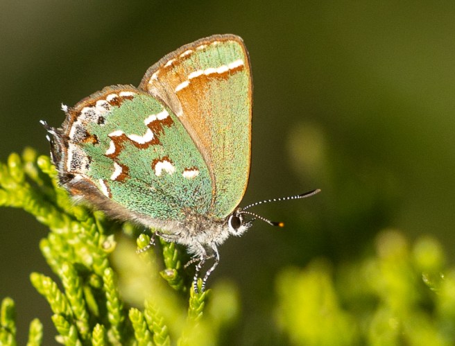 Juniper Hairstreak butterfly on Juniper tree