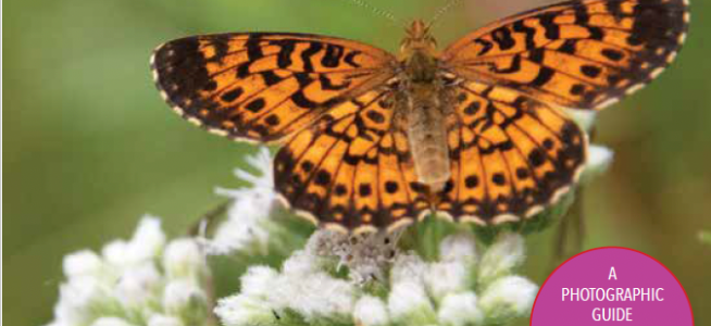 Butterflies of Vermont cover