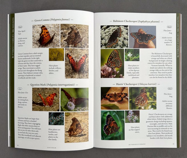 page of book Vermont Butterflies showing various brushfooot butterfly species