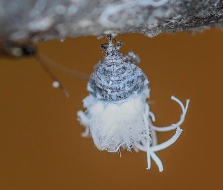 A close-up image of a woolly aphid, showcasing its distinctive white fluffy wax covering and small features against a brown background.