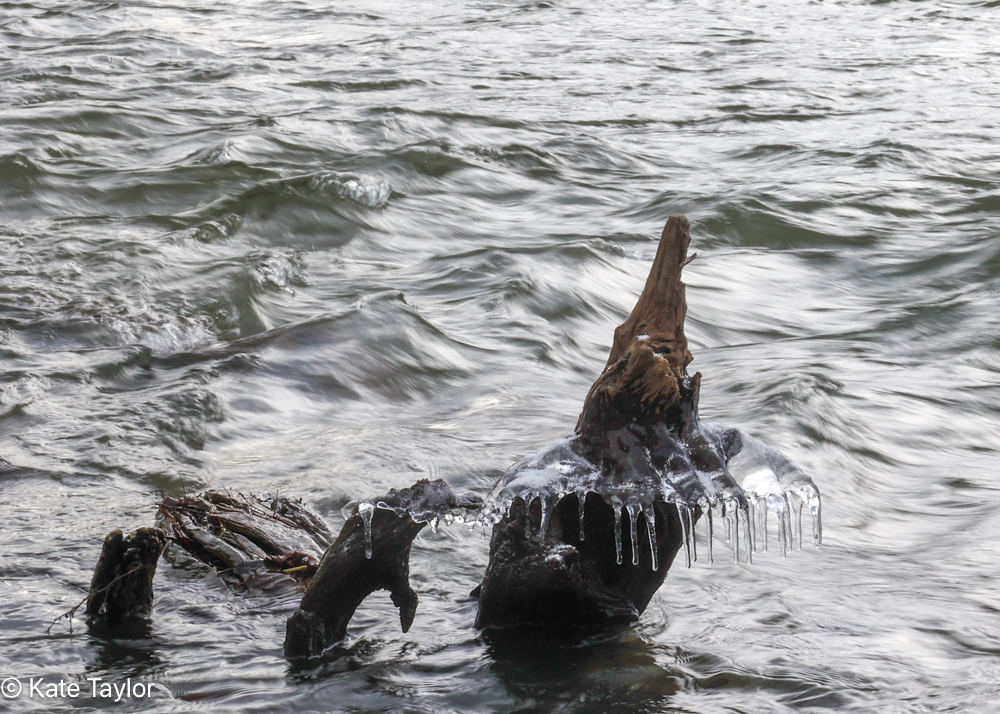 ice on tree branch in river, photo by Kate Taylor