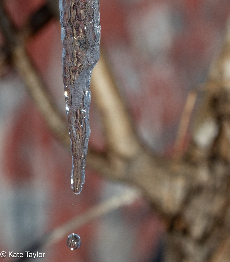 water dripping from icicle, photo by Kate Taylor