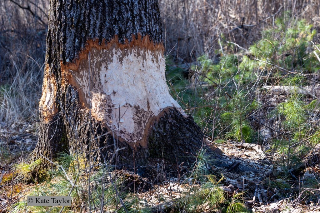 huge beaver chewed tree