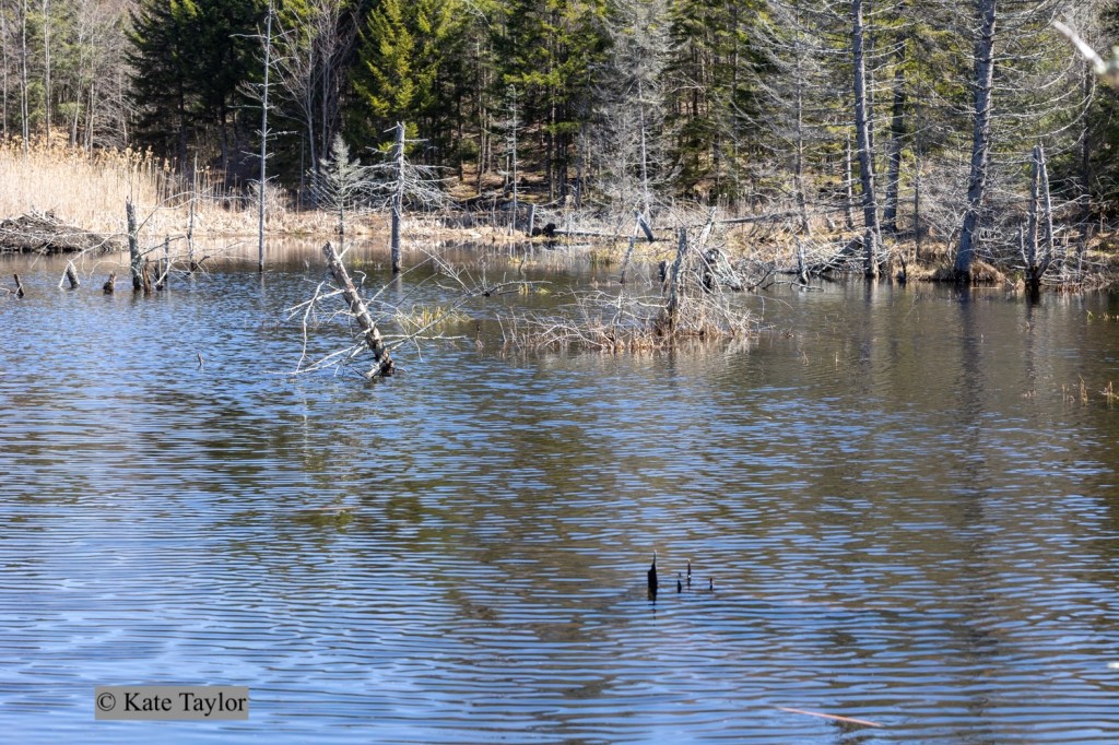beaver pond