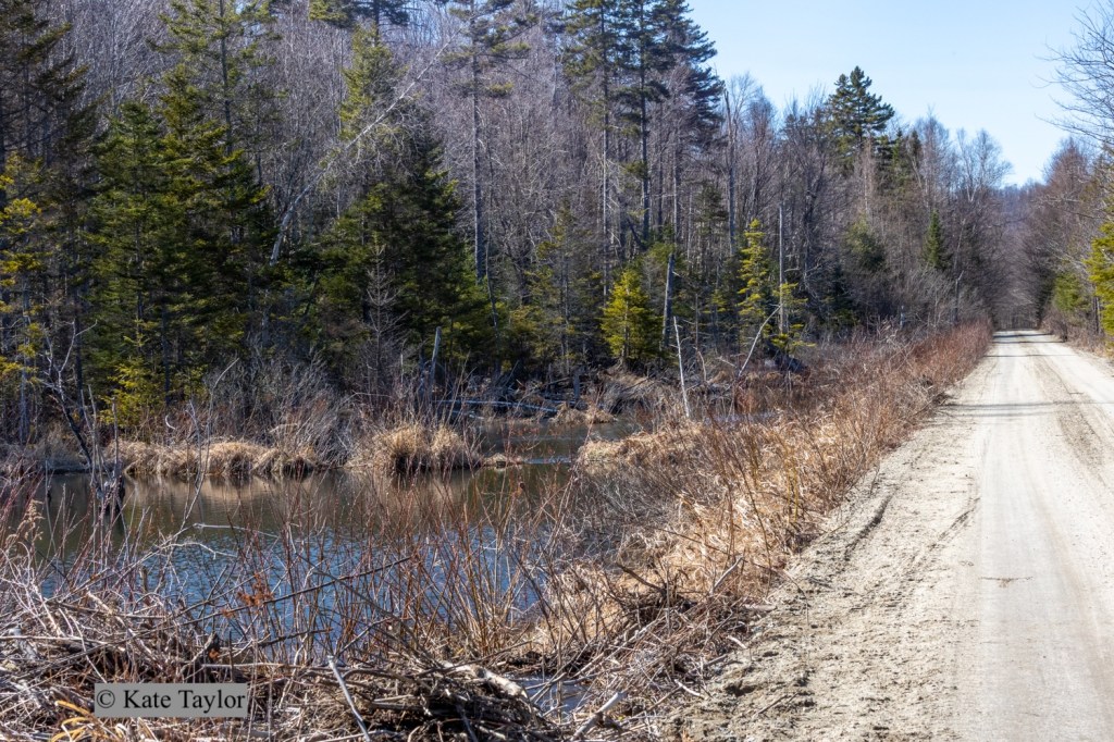 beaver pond beside dirt road