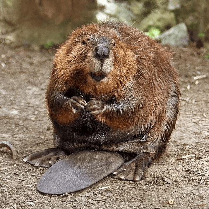 beaver,N Am Beaver,sitting on its tail