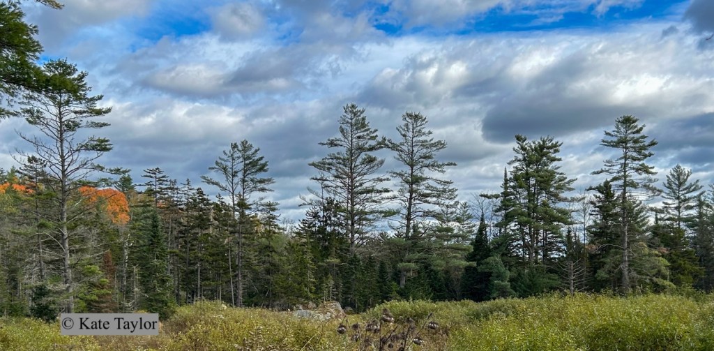 beaver meadow